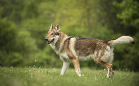 动物 宠物 狗 猫