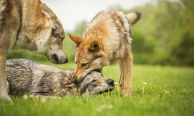 动物 宠物 狗 猫