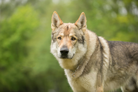 动物 宠物 狗 猫
