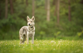动物 宠物 狗 猫