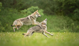 动物 宠物 狗 猫