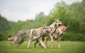 动物 宠物 狗 猫