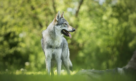 动物 宠物 狗 猫