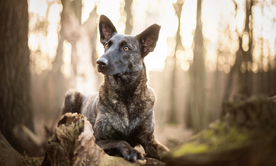 动物 宠物 狗 猫