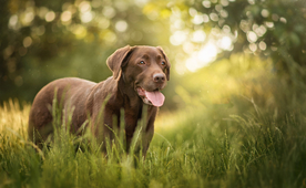 动物 宠物 狗 猫