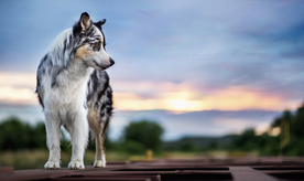 动物 宠物 狗 猫