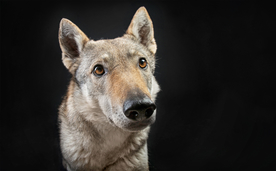 动物 宠物 狗 猫