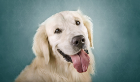 动物 宠物 狗 猫