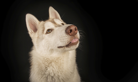 动物 宠物 狗 猫