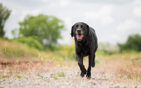 动物 宠物 狗 猫