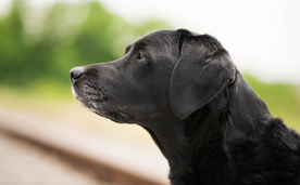 动物 宠物 狗 猫