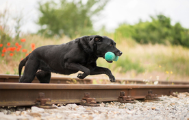 动物 宠物 狗 猫