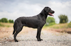 动物 宠物 狗 猫