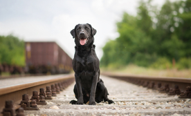 动物 宠物 狗 猫