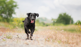 动物 宠物 狗 猫