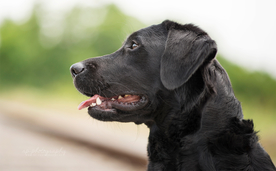 动物 宠物 狗 猫