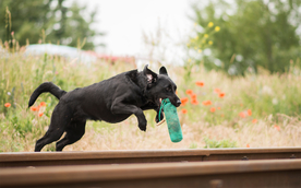 动物 宠物 狗 猫
