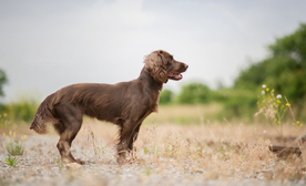 动物 宠物 狗 猫