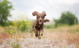 动物 宠物 狗 猫