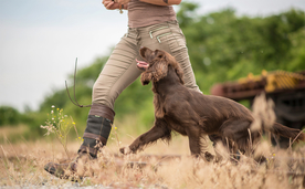动物 宠物 狗 猫