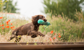 动物 宠物 狗 猫