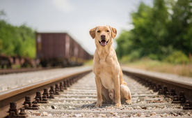 动物 宠物 狗 猫