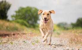动物 宠物 狗 猫