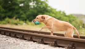 动物 宠物 狗 猫