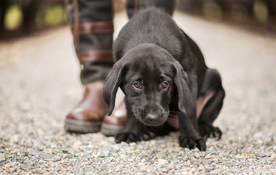 动物 宠物 狗 猫