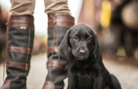 动物 宠物 狗 猫