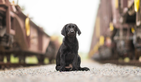 动物 宠物 狗 猫