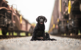 动物 宠物 狗 猫