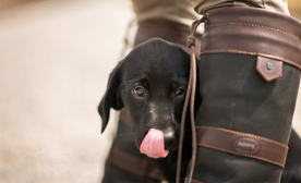 动物 宠物 狗 猫
