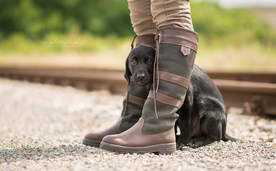 动物 宠物 狗 猫