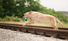 动物 宠物 狗 猫