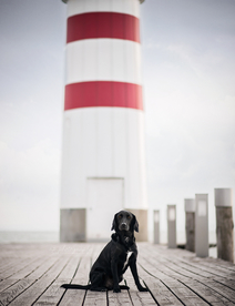 动物 宠物 狗 猫