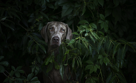 动物 宠物 狗 猫