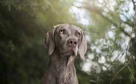 动物 宠物 狗 猫