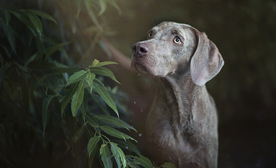 动物 宠物 狗 猫