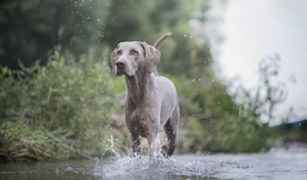 动物 宠物 狗 猫