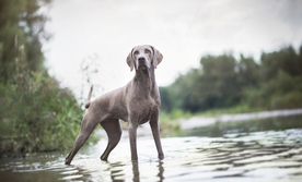 动物 宠物 狗 猫