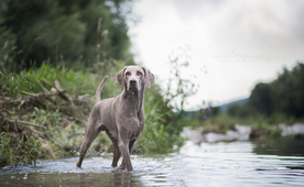 动物 宠物 狗 猫