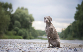 动物 宠物 狗 猫