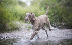 动物 宠物 狗 猫