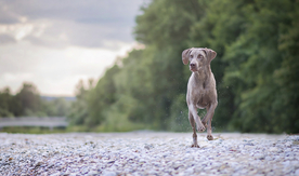 动物 宠物 狗 猫