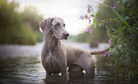 动物 宠物 狗 猫
