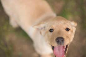 动物 宠物 狗 猫