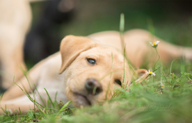 动物 宠物 狗 猫