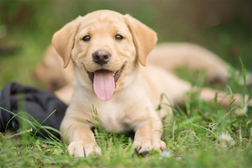 动物 宠物 狗 猫