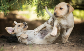 动物 宠物 狗 猫
